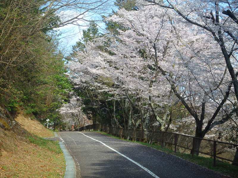 桜が咲いた春のサイクリングエリアの写真