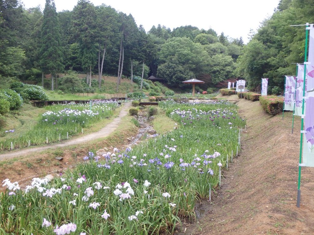 花菖蒲園の写真（右側には菖蒲まつりのノボリが立ち並んでいます）